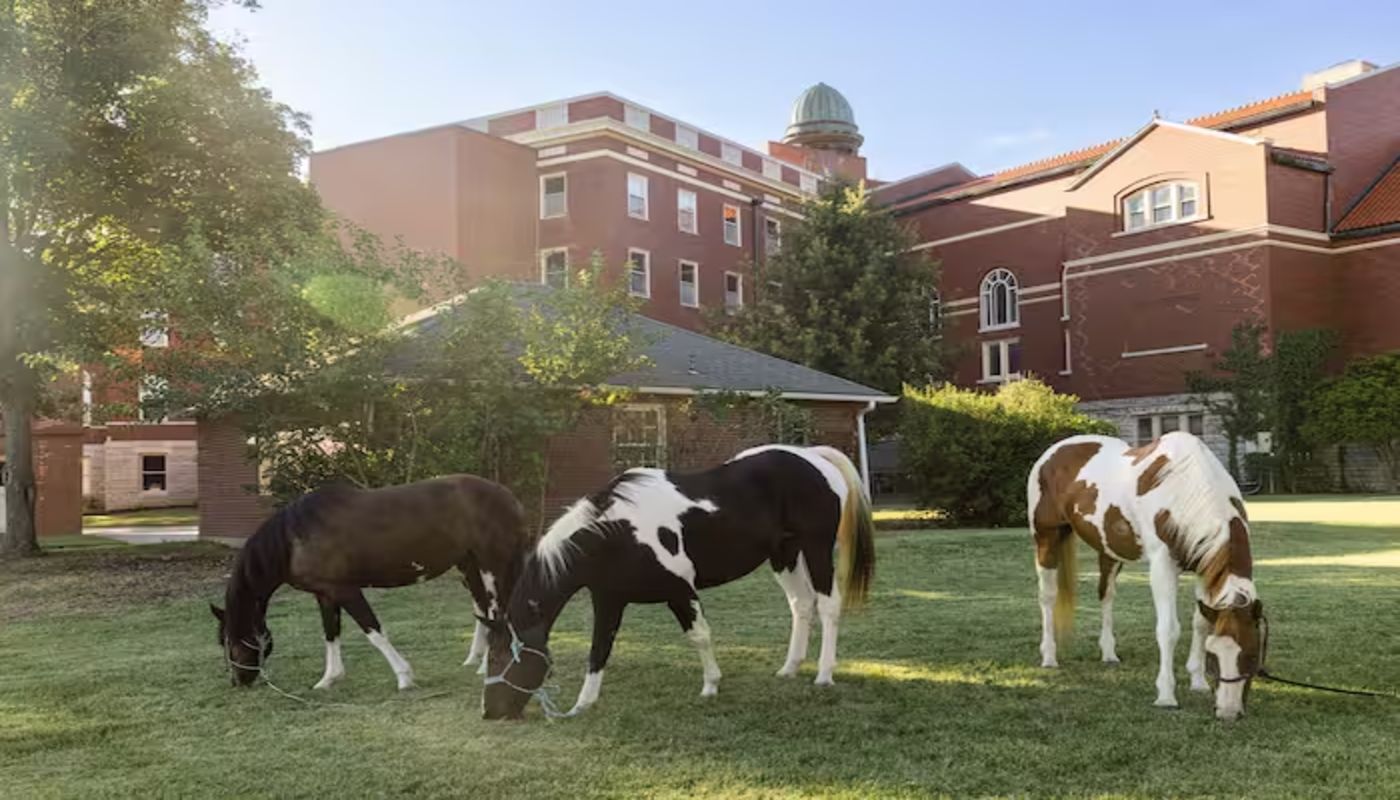 Arista Recovery Paola