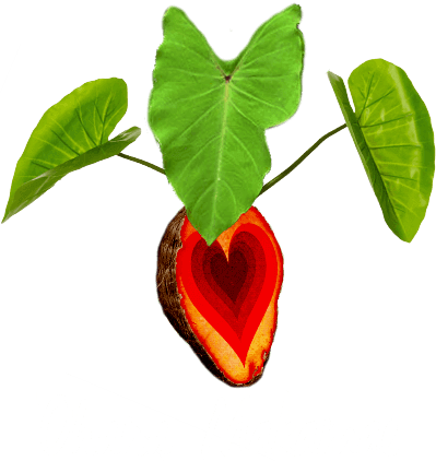 Ohana Makamae