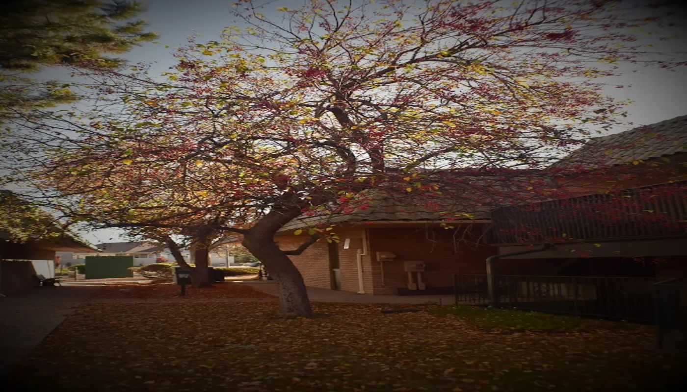 Solace Counseling Services